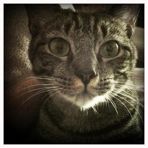 Hip 335030841.009631