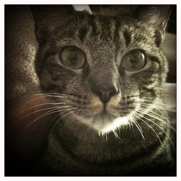 Hip 335030841.009631