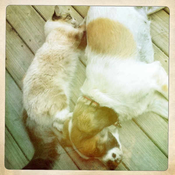 Hip 335047418.264561