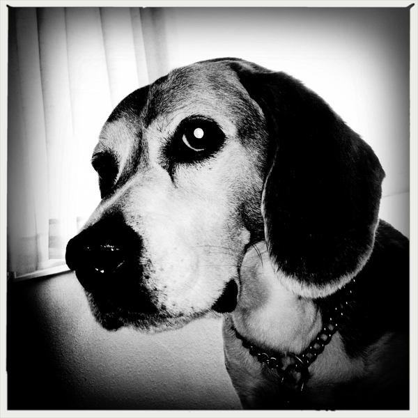 Hip 335051628.621608