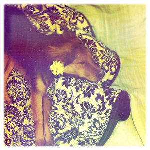 Hip 313619254.161548