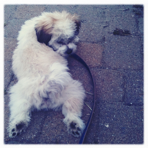 Hip 334931822.478675