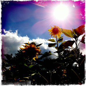 Hip 334784629.418368