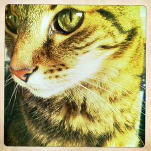 Hip 335051881.392504