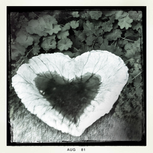 Hip 334001065.039256