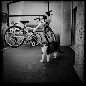 Hip 335100639.231924