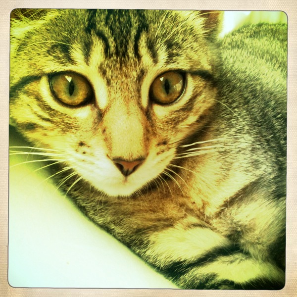 Hip 335108722.527446