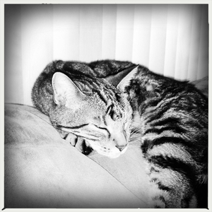 Hip 335129009.174311