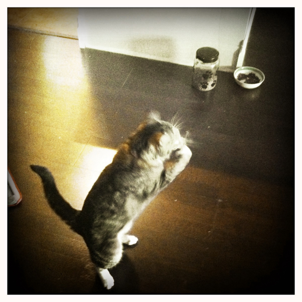 Hip 335128270.331126