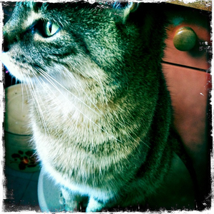 Hip 334856033.468615