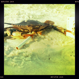 Hip 334364919.575120