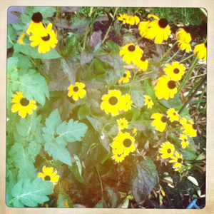 Hip 335142143.202380