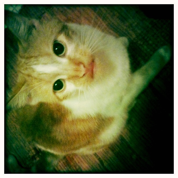 Hip 334980514.434698