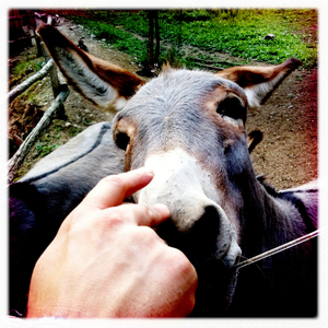 Hip 335113334.263973