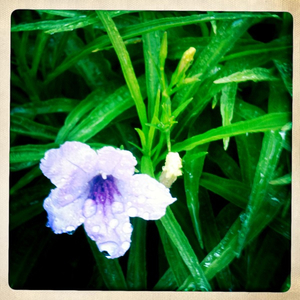 Hip 335110001.271241