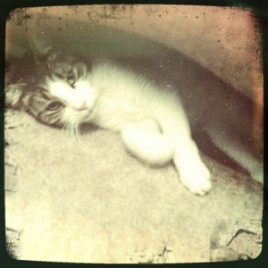 Hip 335156991.023406