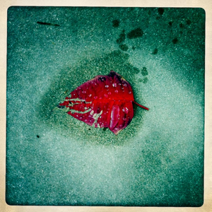 Hip 315795240.464204