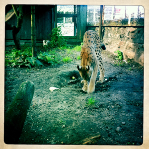 Hip 335028662.847163