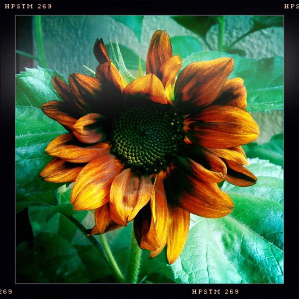 Hip 334339727.300259