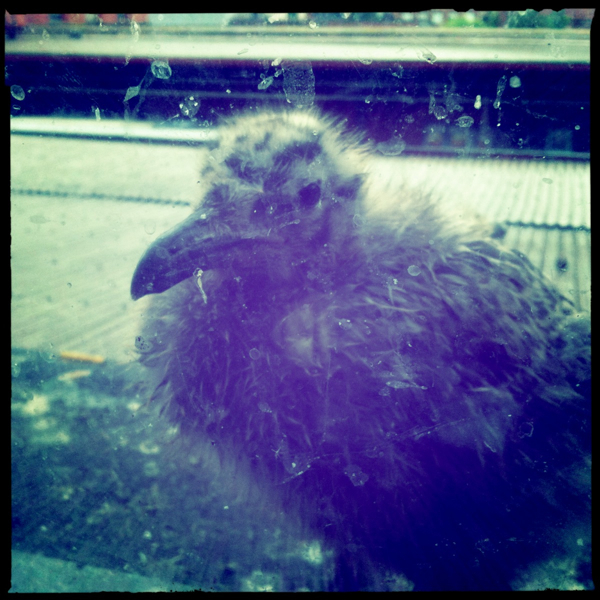 Hip 330086261.387111