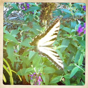 Hip 335198329.715993