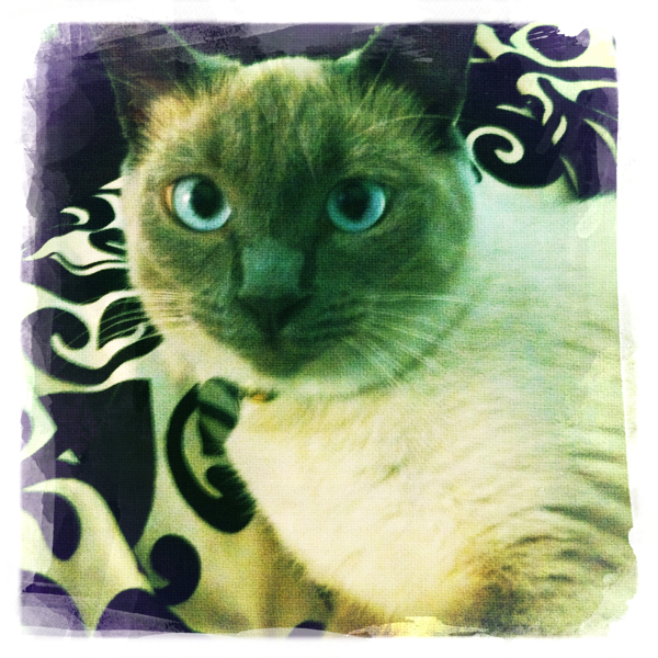 Hip 333746453.351698