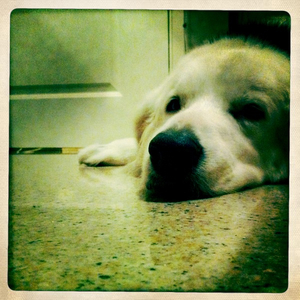 Hip 335200601.529631