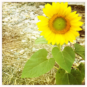 Hip 335200665.893940