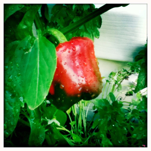 Hip 335207851.803693