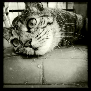 Hip 335208252.181726