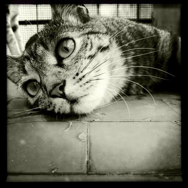 Hip 335208252.181726