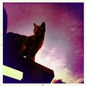 Hip 335167011.431450