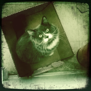 Hip 335217449.745728