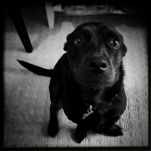 Hip 319737236.521335