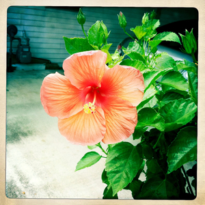 Hip 332021248.501633