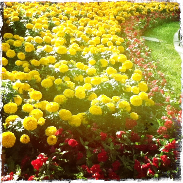 Hip 335114188.215119