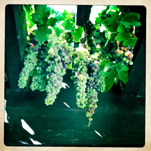 Hip 335143243.682619