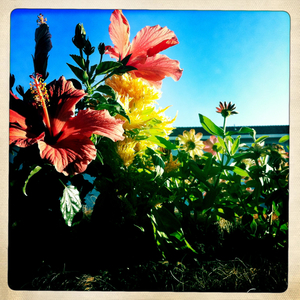 Hip 335238791.473374