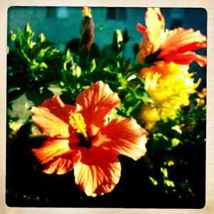 Hip 335238852.607637