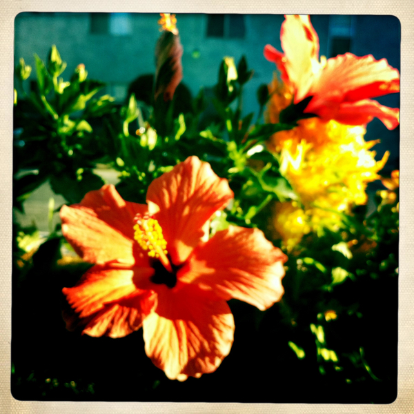 Hip 335238852.607637