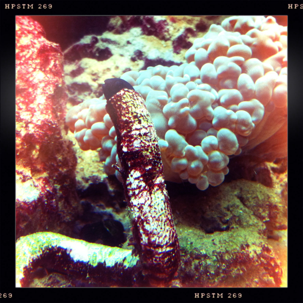 Hip 335225065.657038