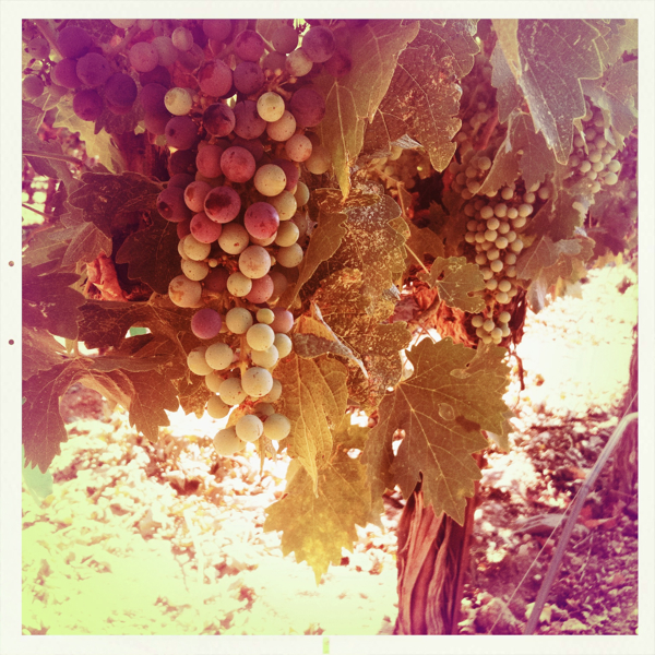 Hip 334367531.161307