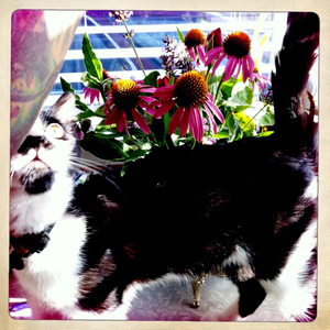 Hip 333509437.488504