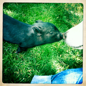 Hip 335042706.393646