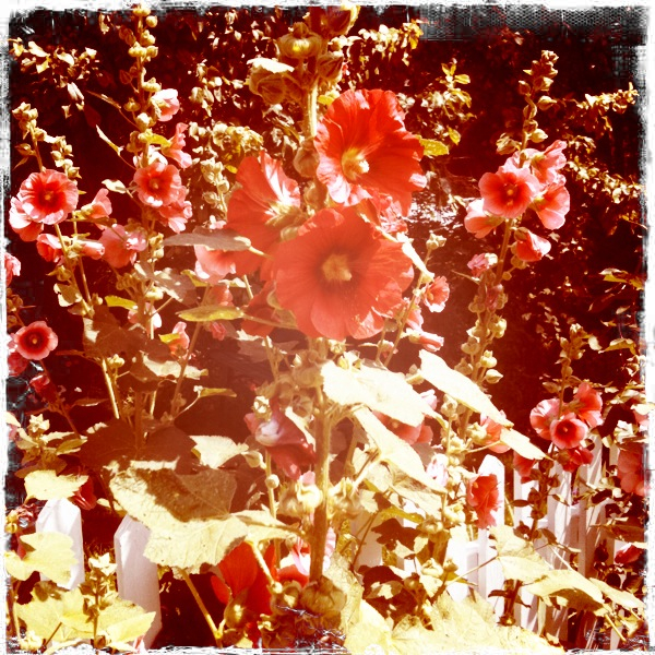 Hip 334264055.494332