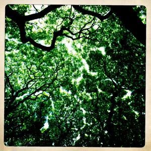 Hip 332554278.204353