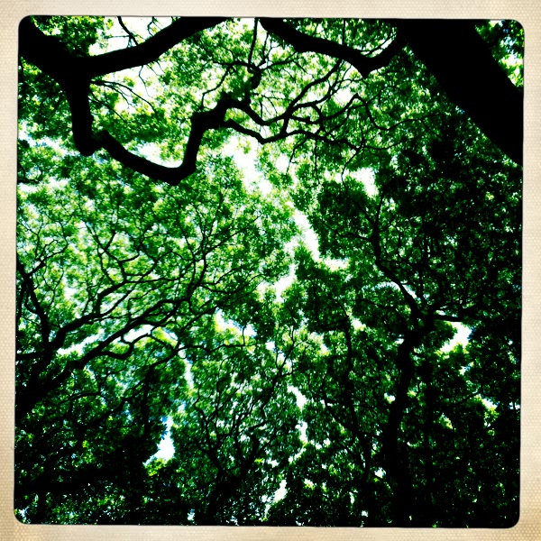 Hip 332554278.204353