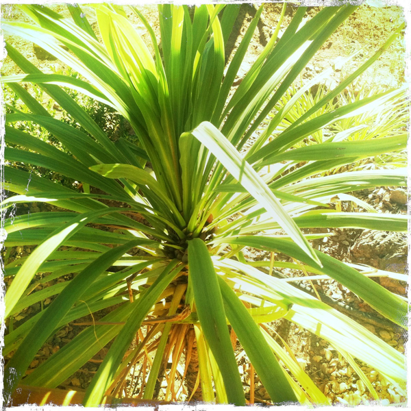 Hip 335256615.529433