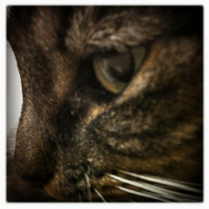 Hip 333719545.385171