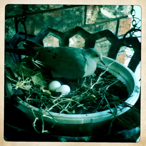 Hip 334713253.733359